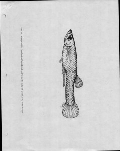 00_Unknown-Date_Fish-Hatchery-Test_Page_3