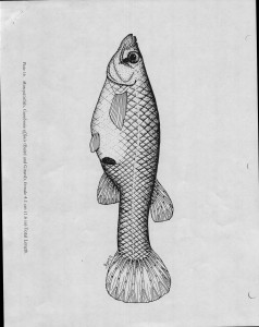 00_Unknown-Date_Fish-Hatchery-Test_Page_4